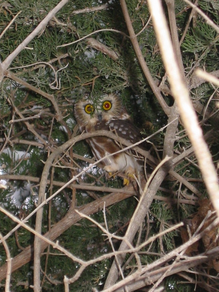 Northern Saw-whet Owl - ML635369801