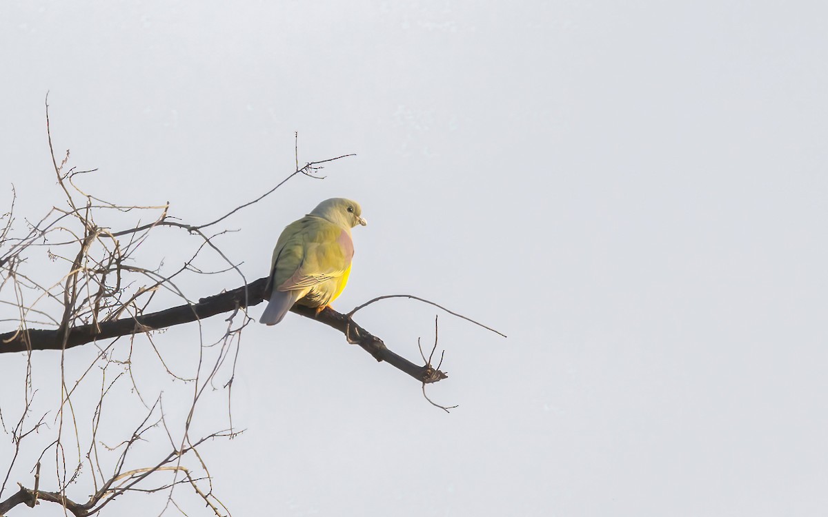 Bruce's Green-Pigeon - ML635369845