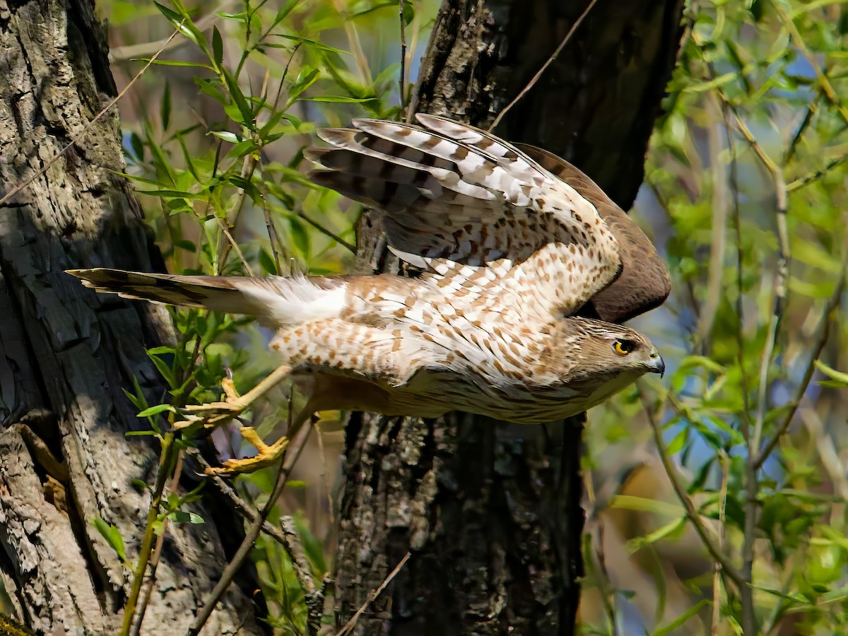 クーパーハイタカ - ML635369891