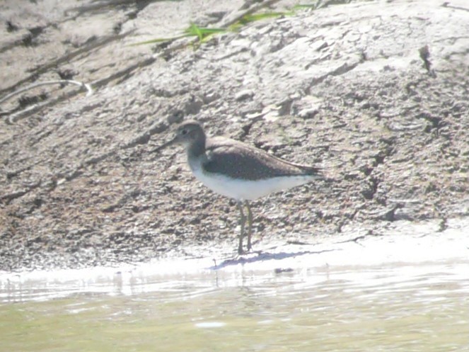 Solitary Sandpiper - ML635369896