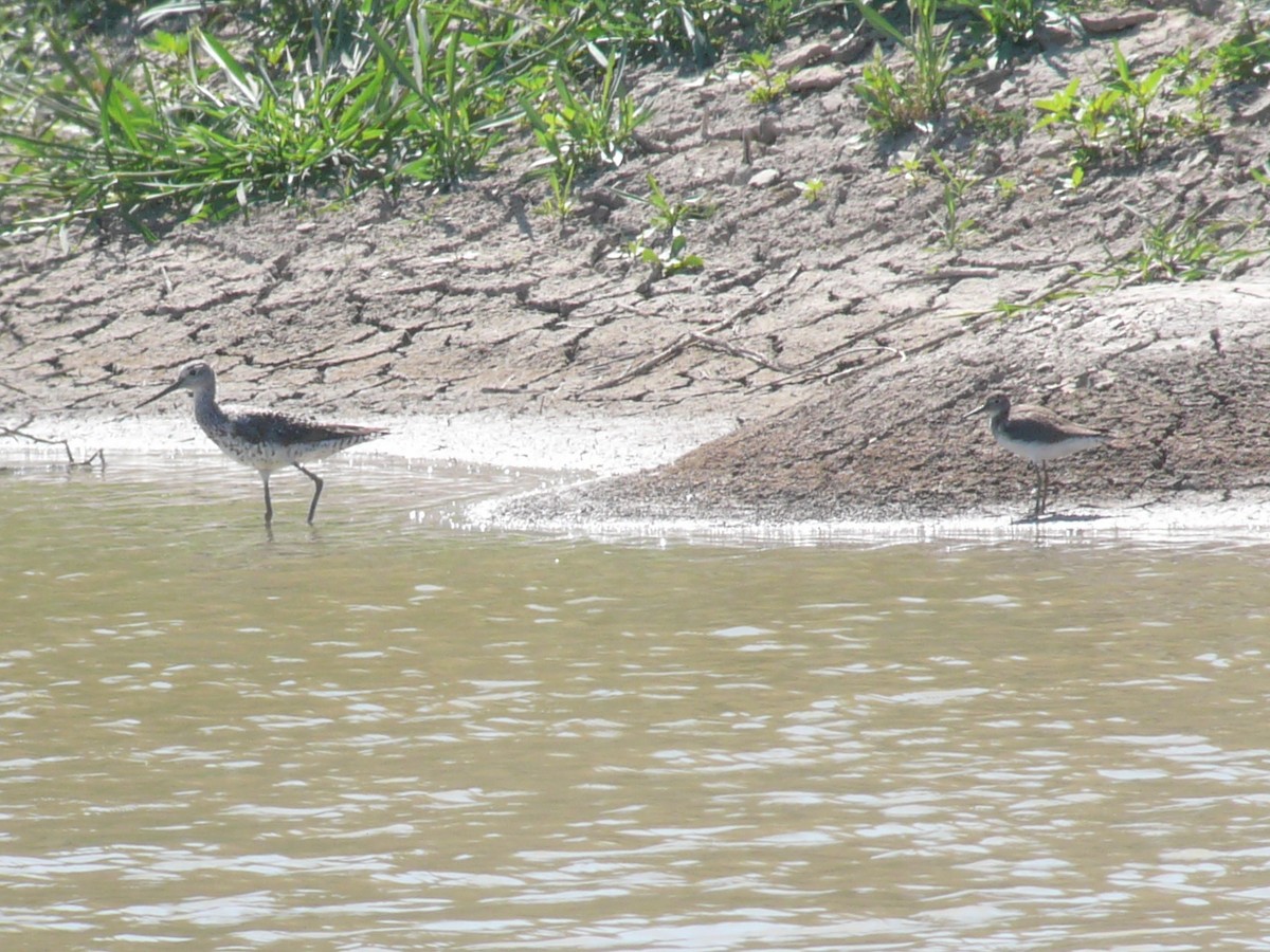 Greater Yellowlegs - ML635369901