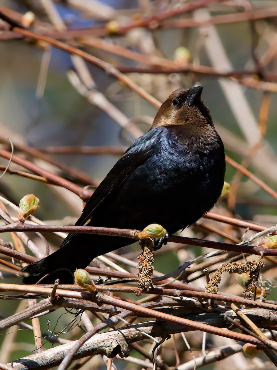 コウウチョウ - ML635369913