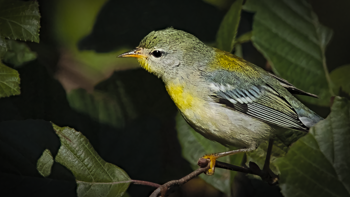 Northern Parula - ML635369942