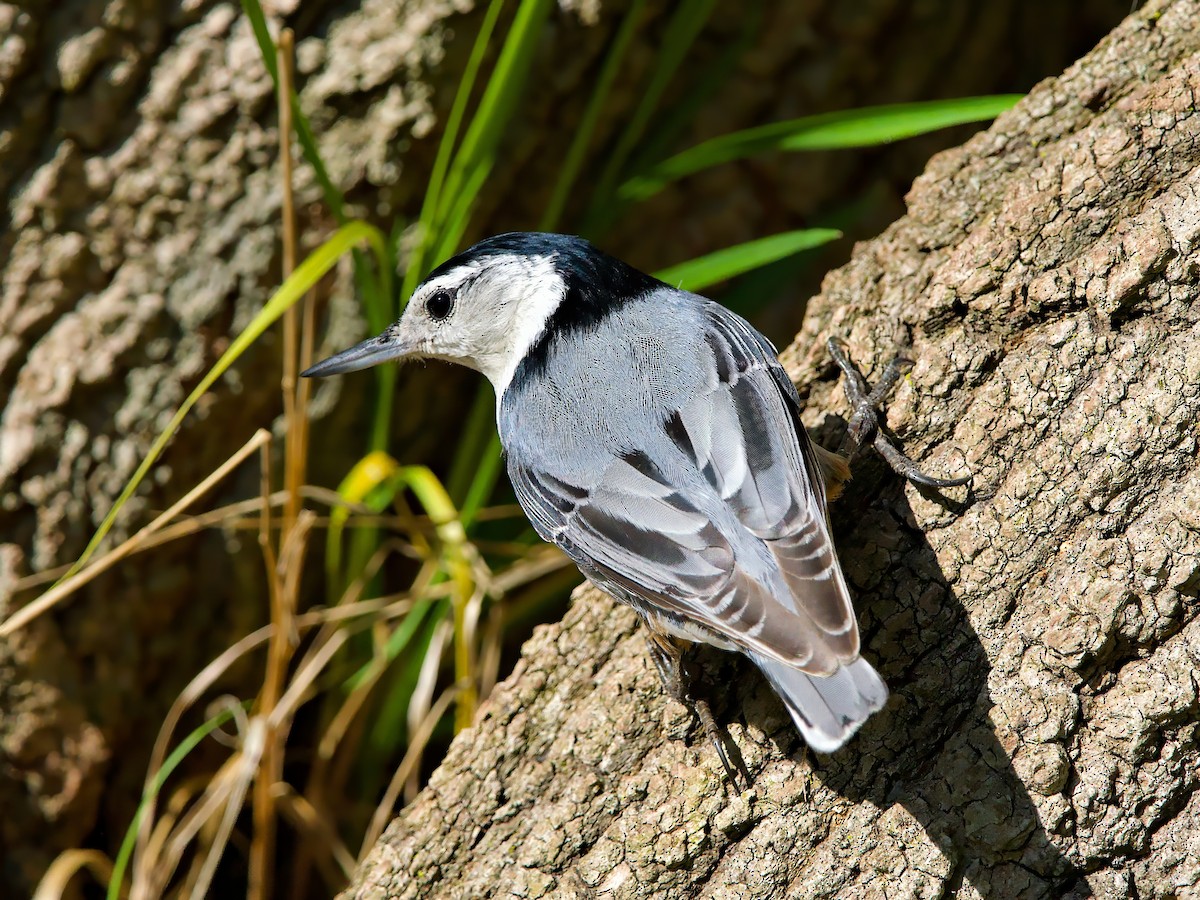 ムナジロゴジュウカラ - ML635369964