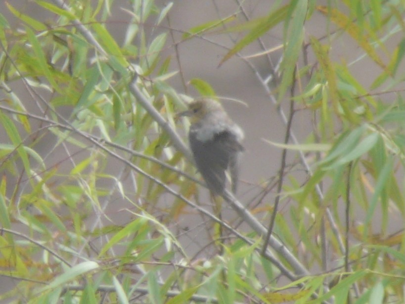 Bullock's Oriole - ML635369977