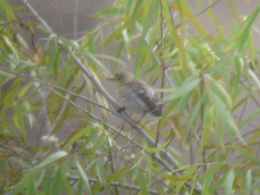 Bullock's Oriole - ML635369978