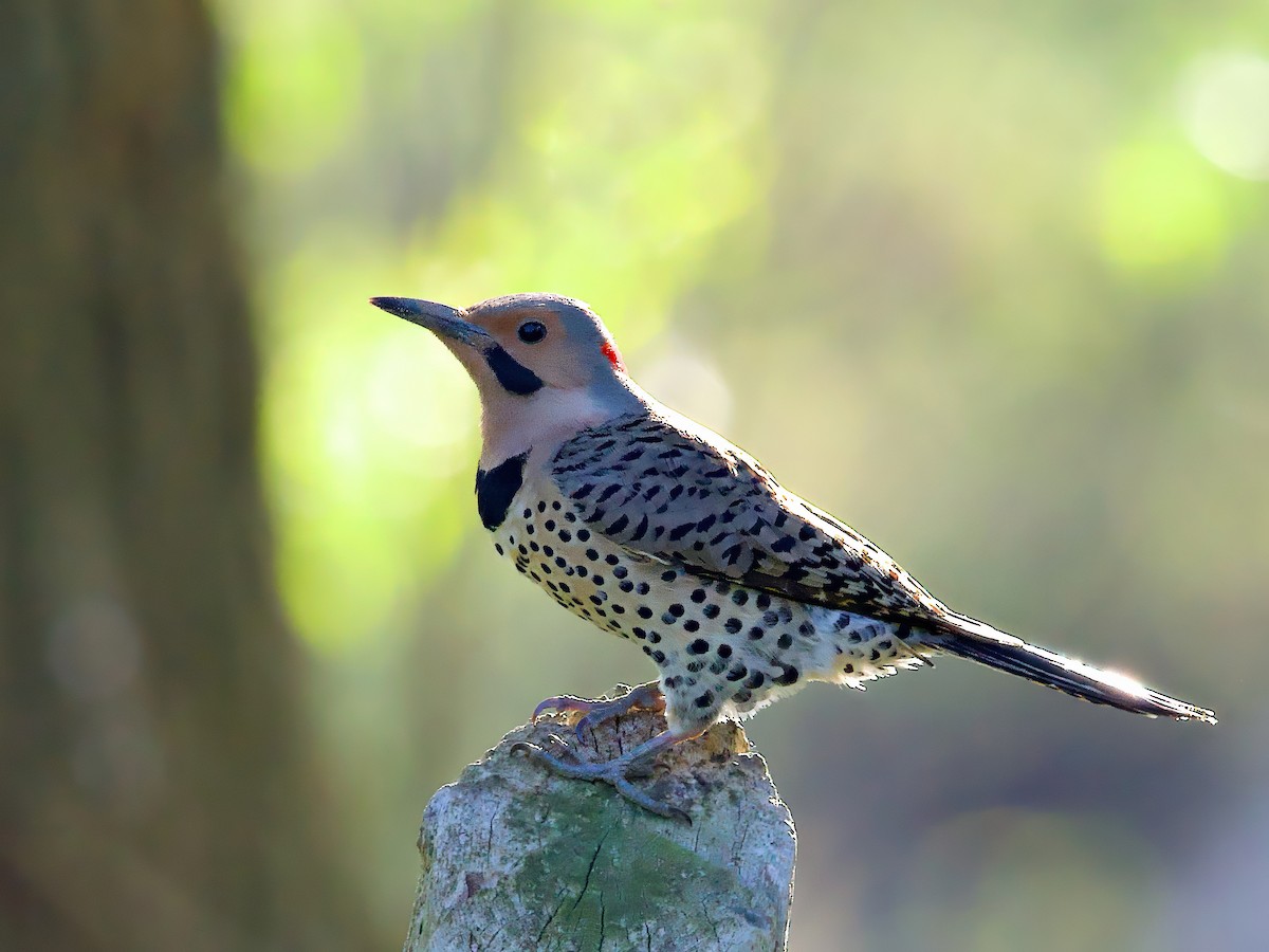 ハシボソキツツキ - ML635369982