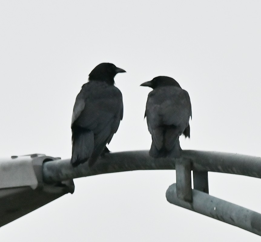 American Crow - ML635369995