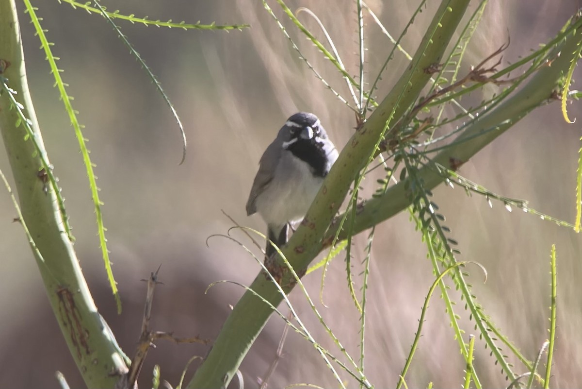 Black-throated Sparrow - ML635369999