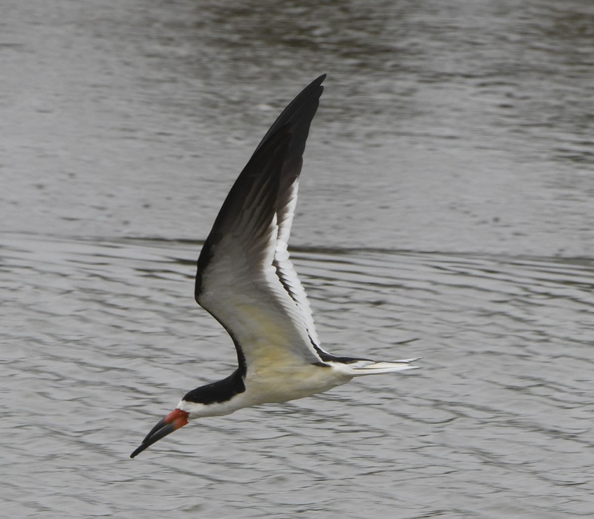 Black Skimmer - ML635370025