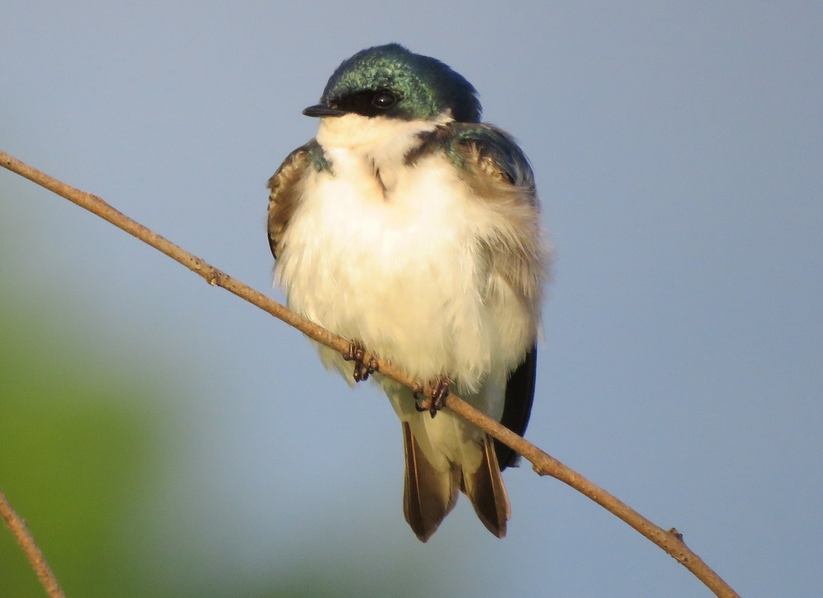 Tree Swallow - ML635370035