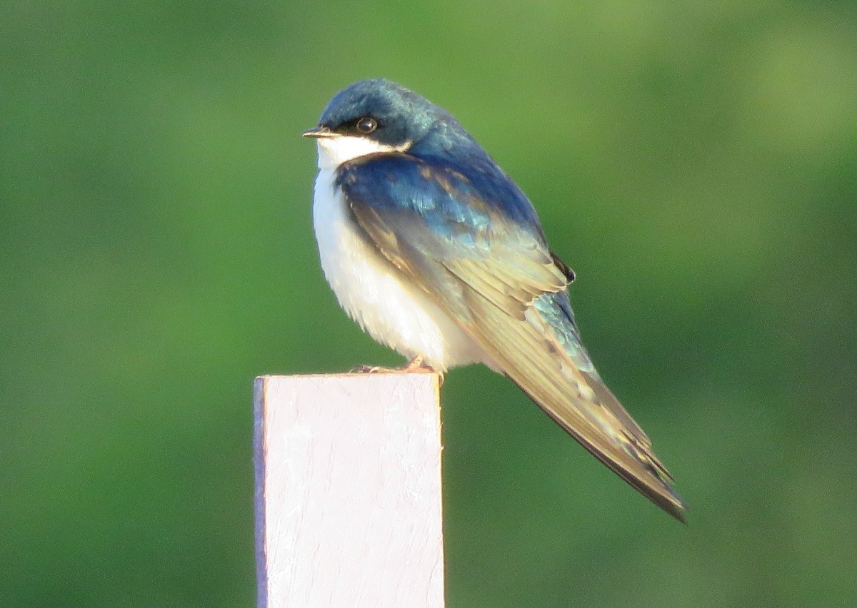 Tree Swallow - ML635370036