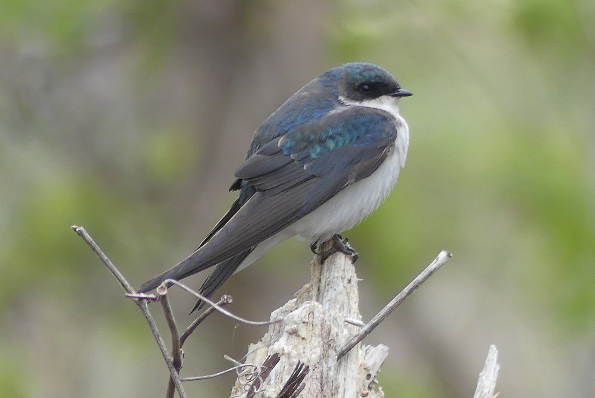 Tree Swallow - ML635370070