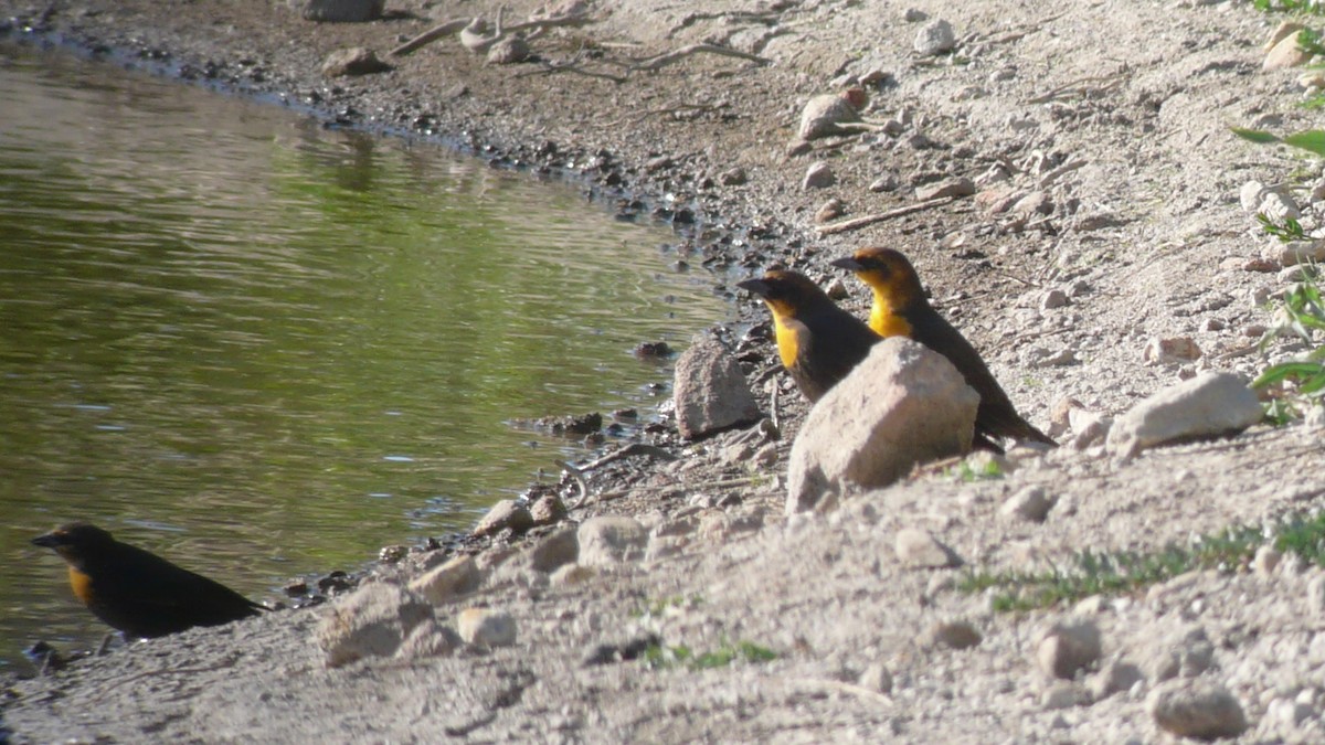 Yellow-headed Blackbird - ML635370126