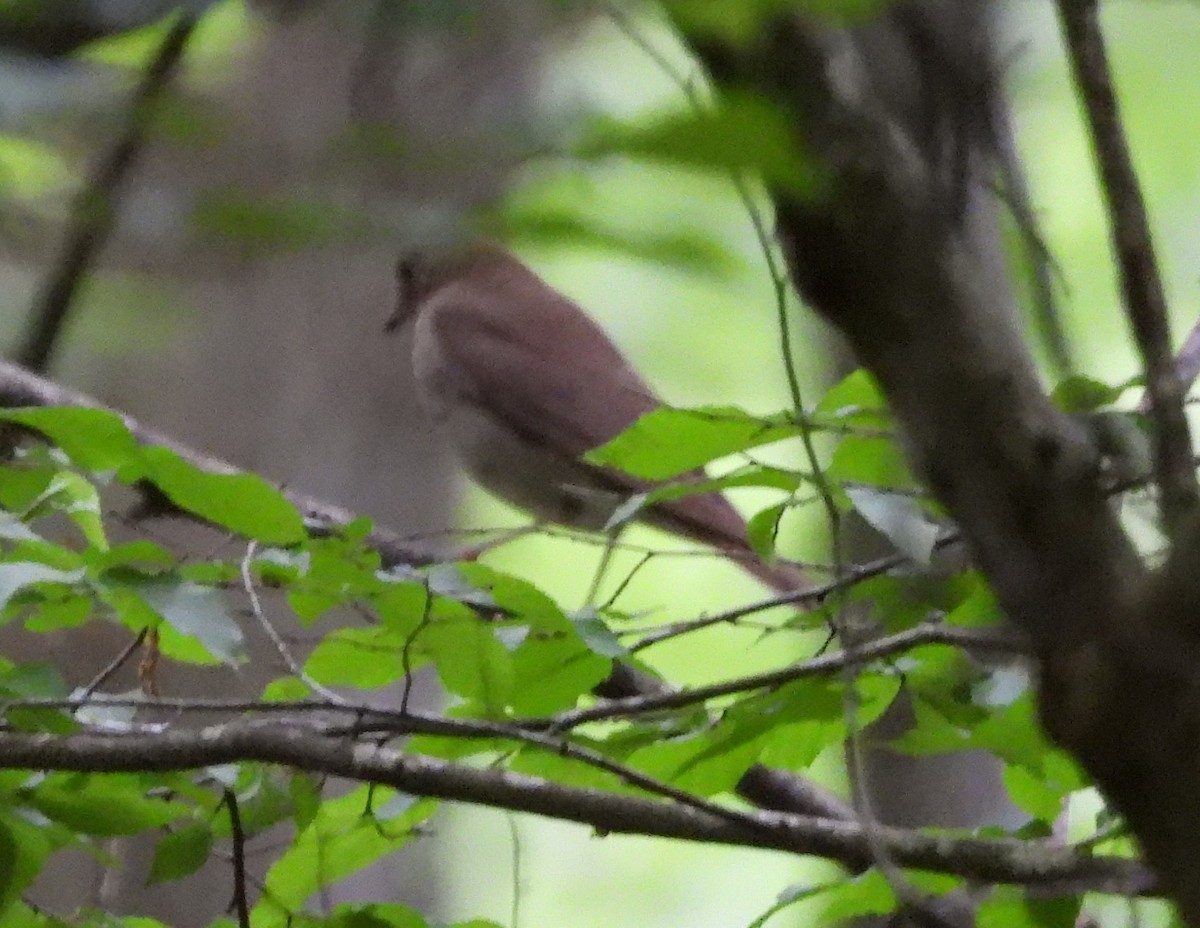 Дрізд-короткодзьоб малий - ML635370127