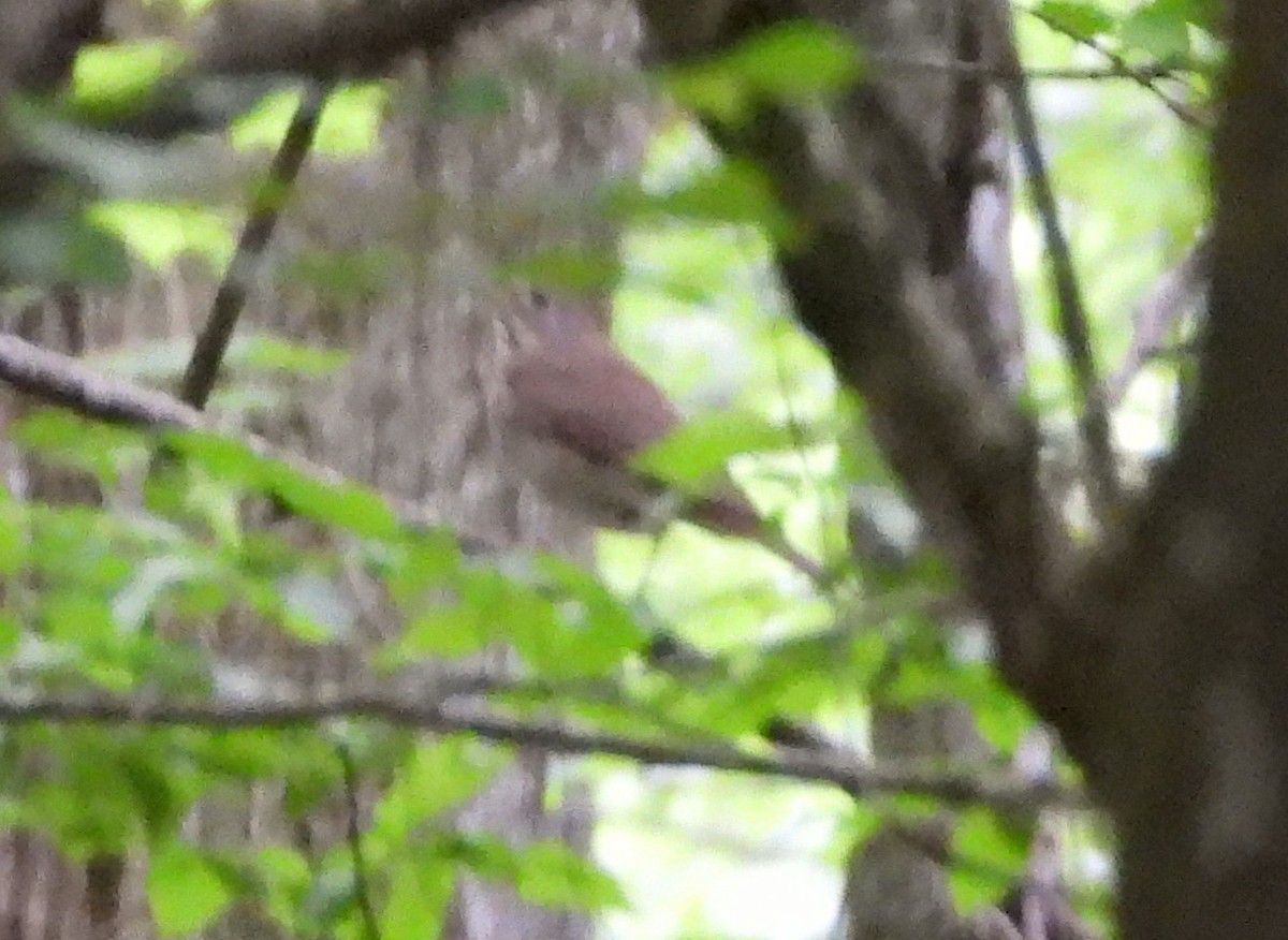 Дрізд-короткодзьоб малий - ML635370128