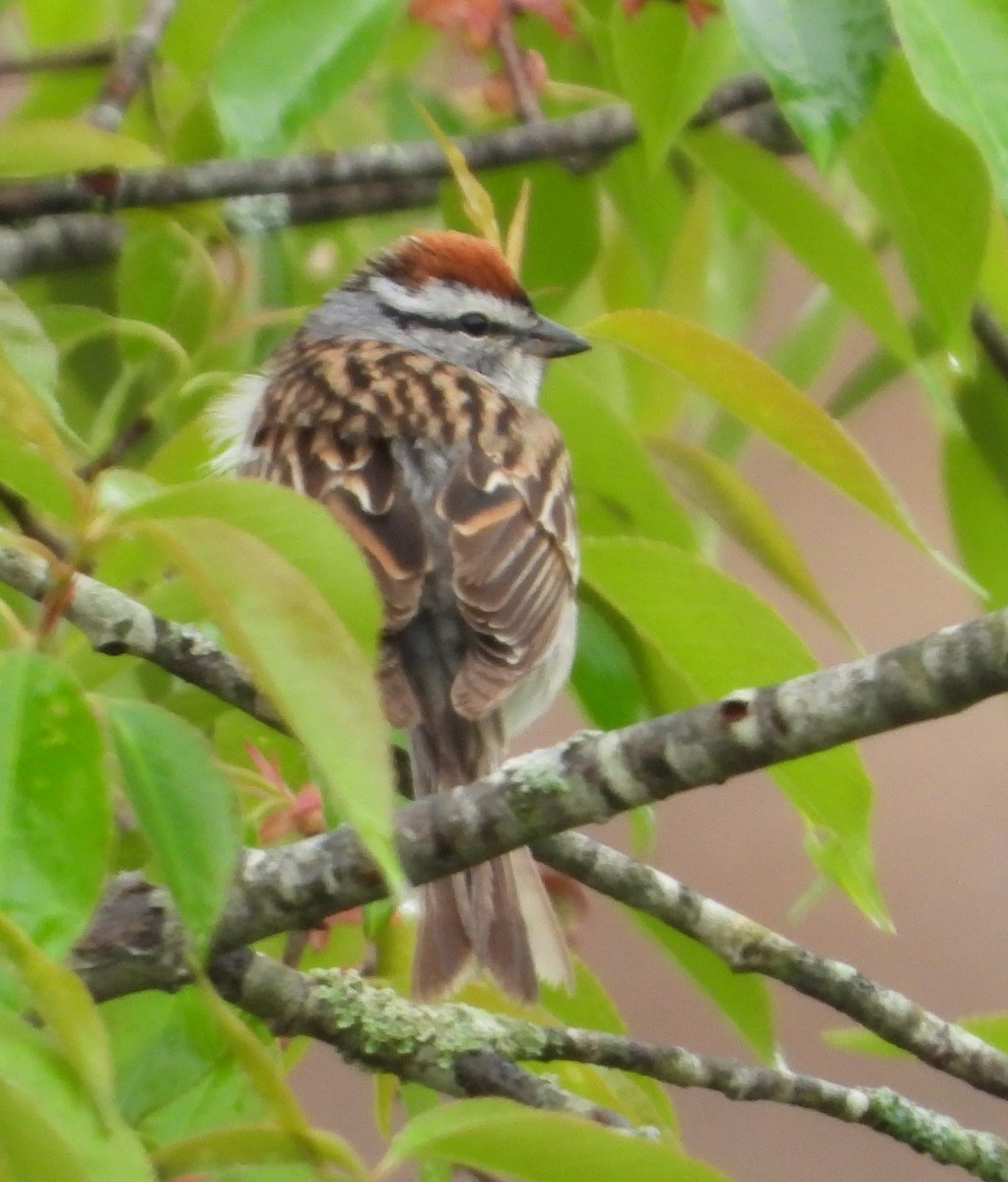 Chipping Sparrow - ML635370193