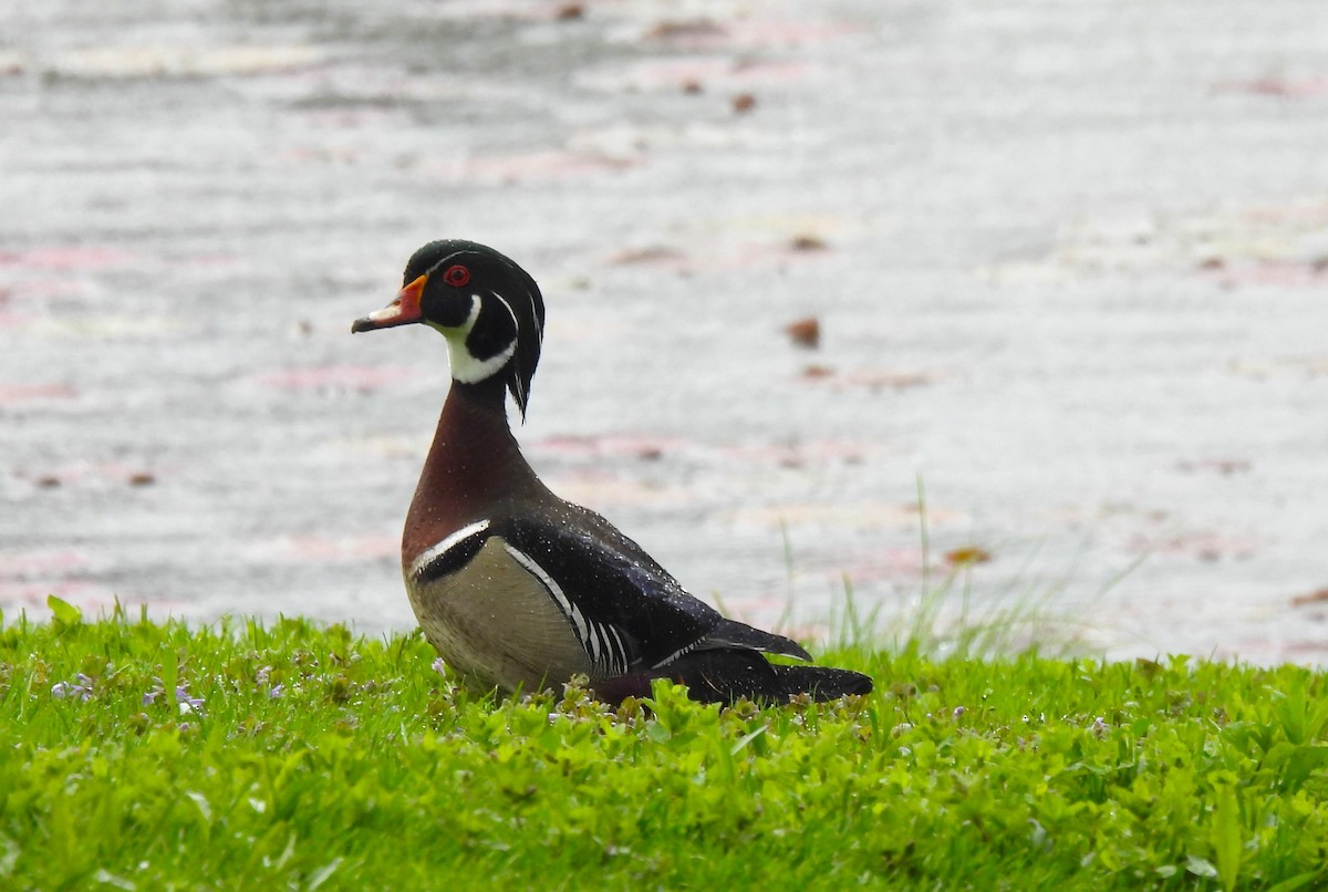 Wood Duck - ML635370196