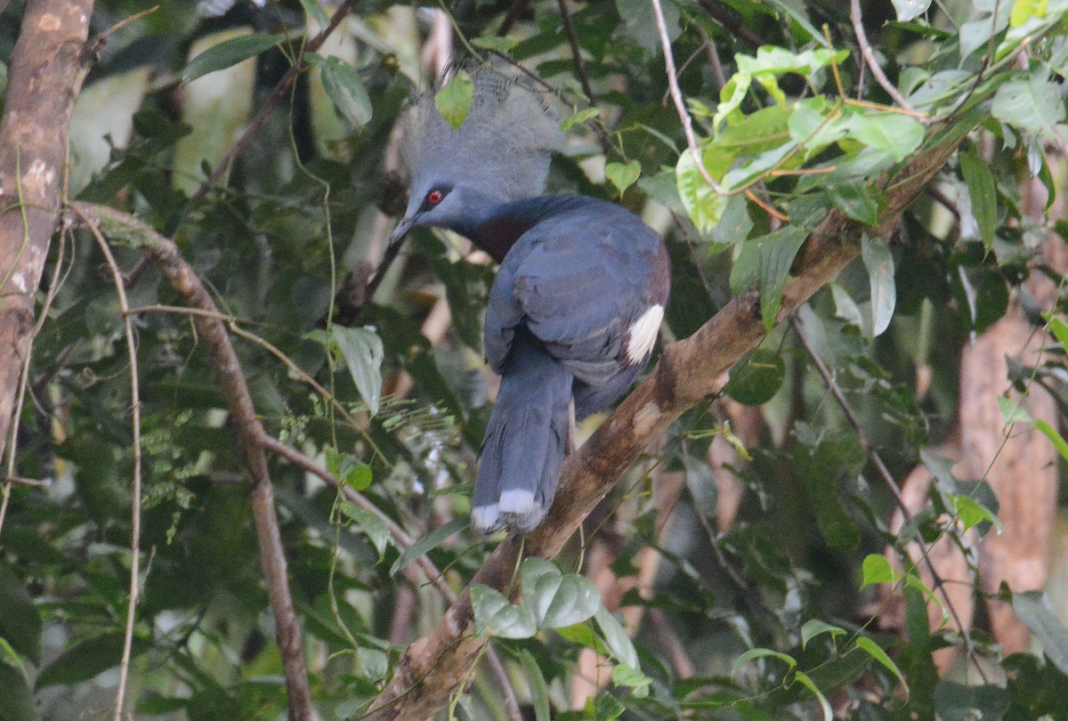 Sclater's Crowned-Pigeon - ML635370200