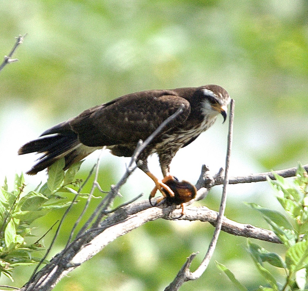 Snail Kite - ML635370236