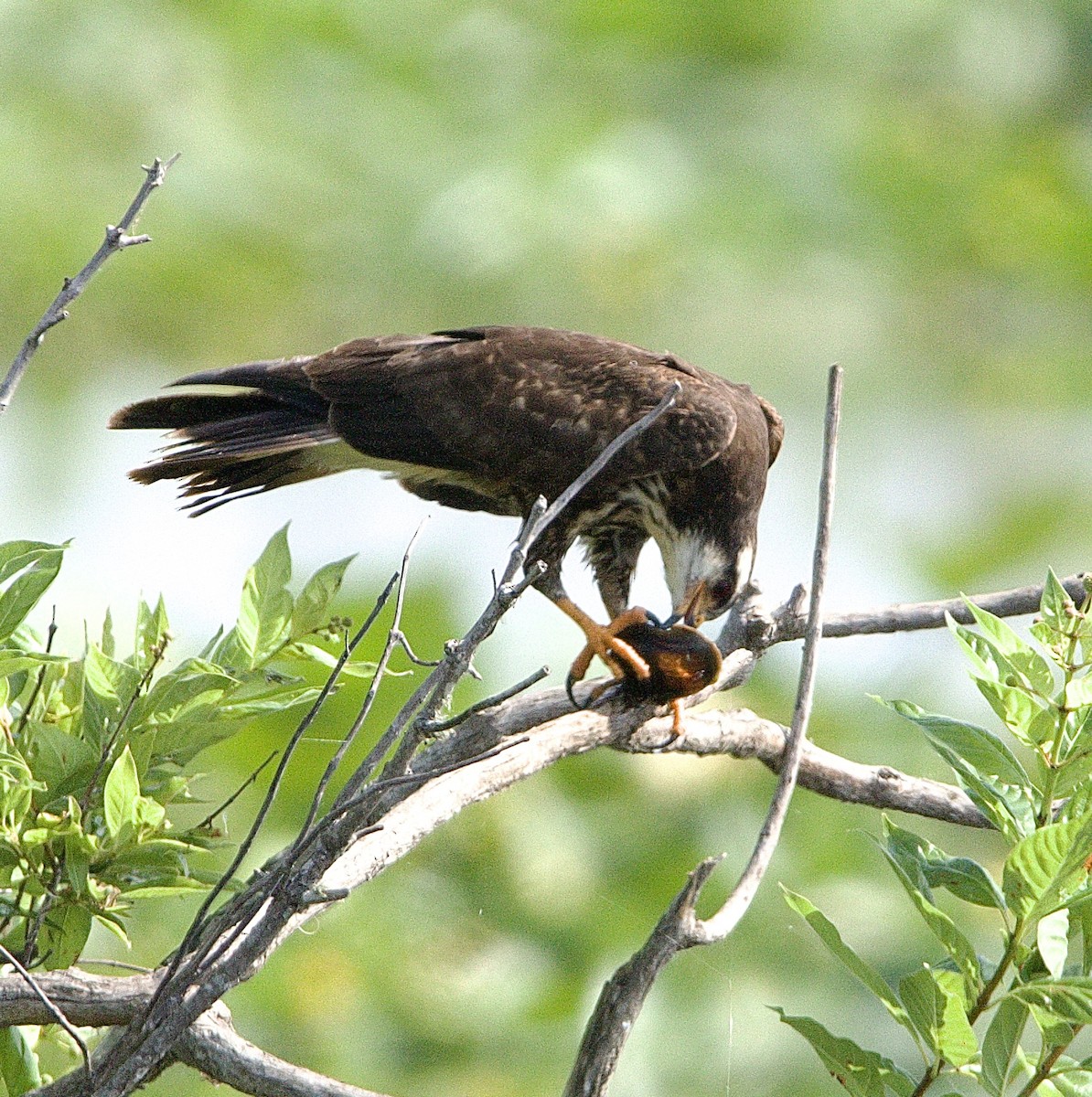 Snail Kite - ML635370237
