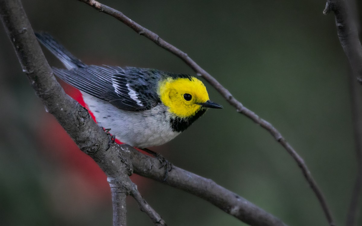 Hermit Warbler - ML635370248