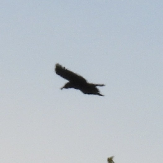 American Crow - ML635370305