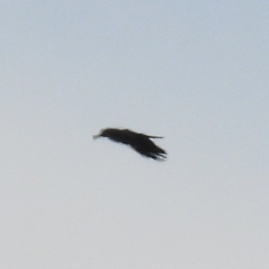 American Crow - ML635370306