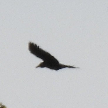 American Crow - ML635370307