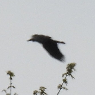 American Crow - ML635370308