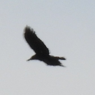 American Crow - ML635370309
