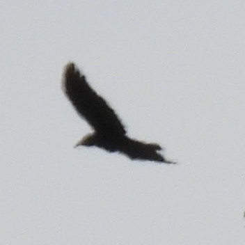 American Crow - ML635370310