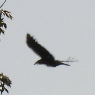 American Crow - ML635370311