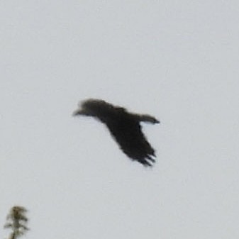 American Crow - ML635370312