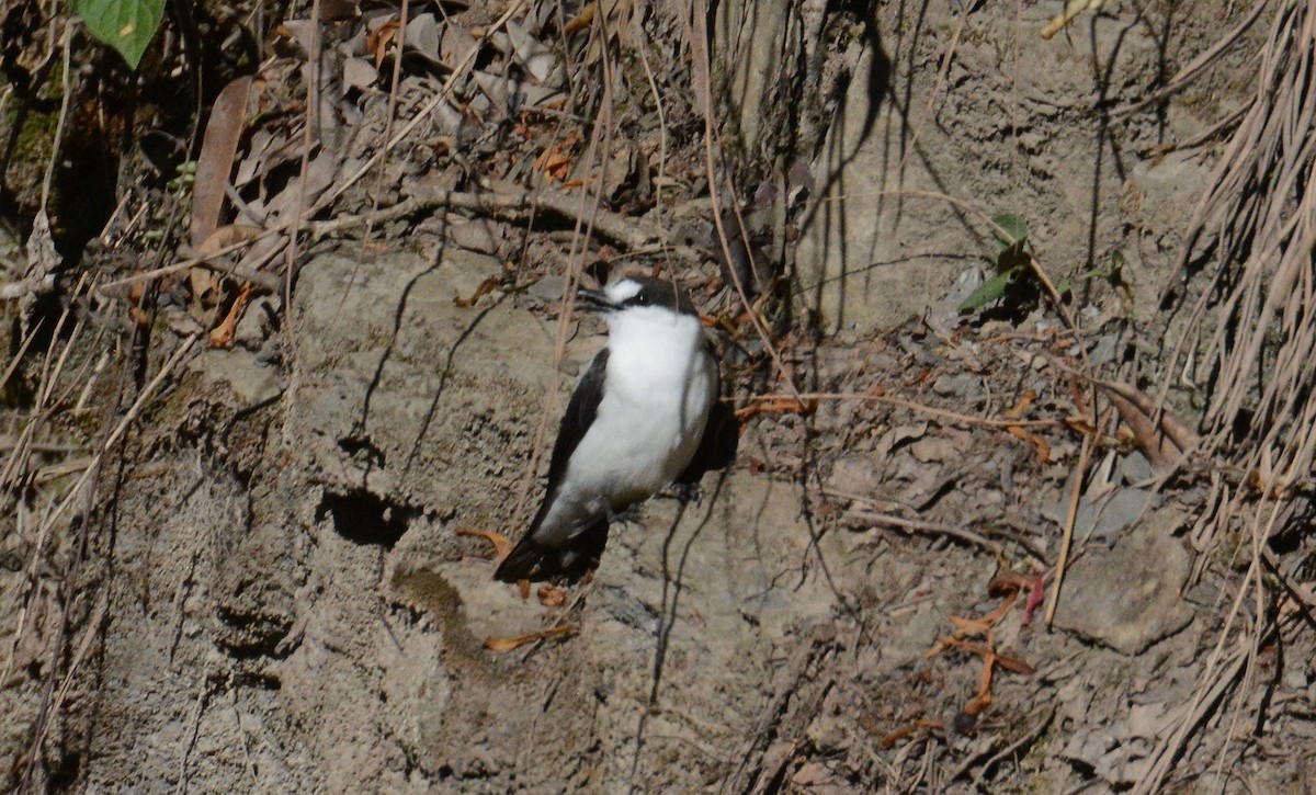 Torrent Flyrobin - ML635370333