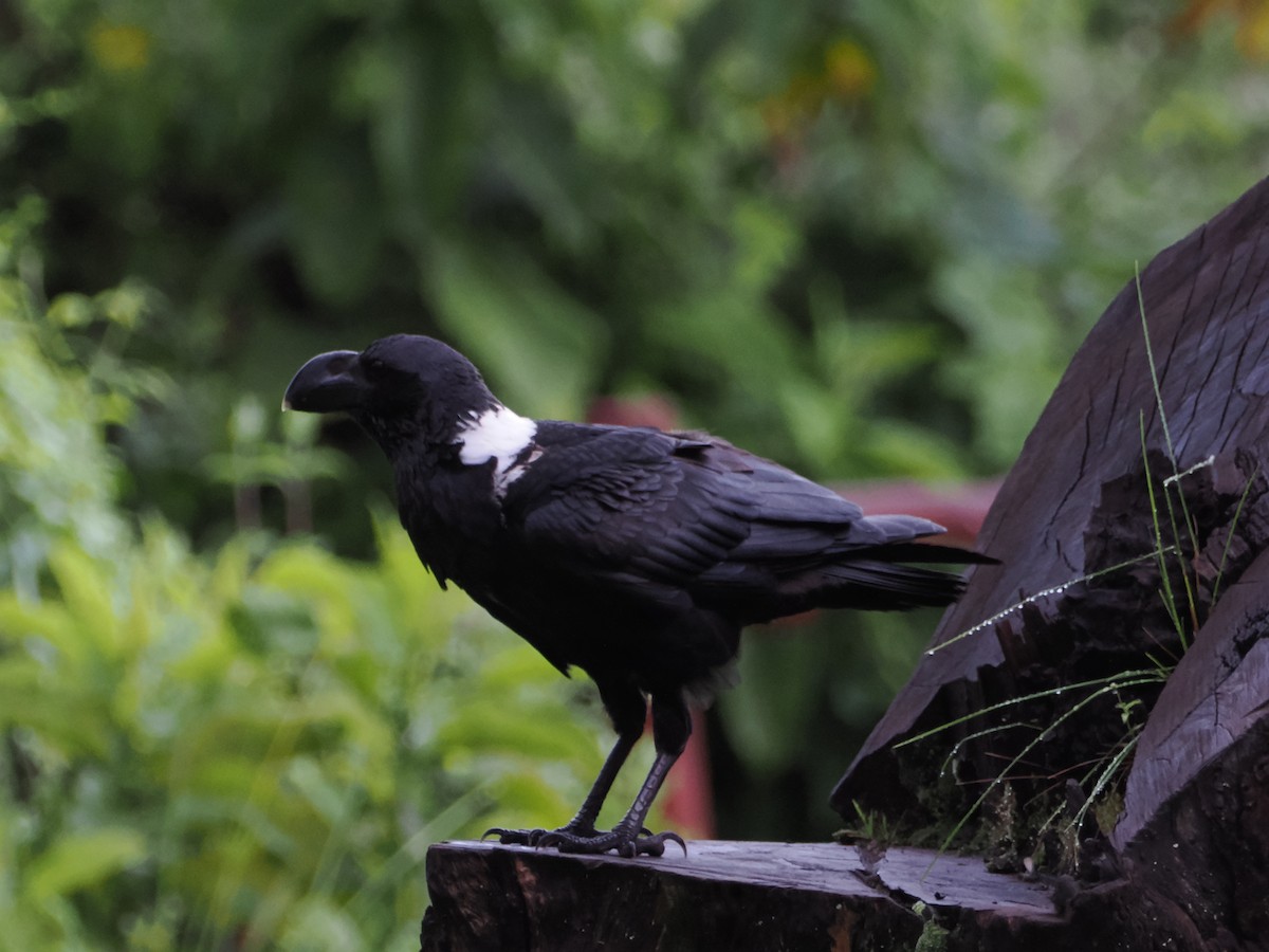 White-necked Raven - ML635370340