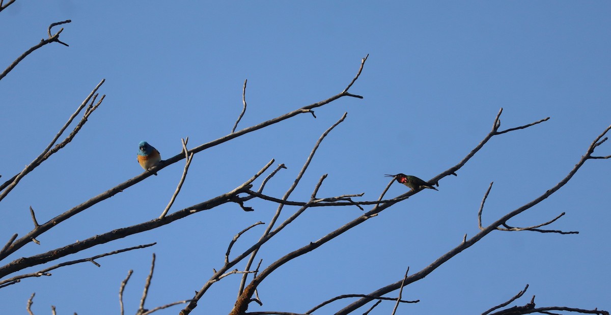 papežík lazurový - ML635370349