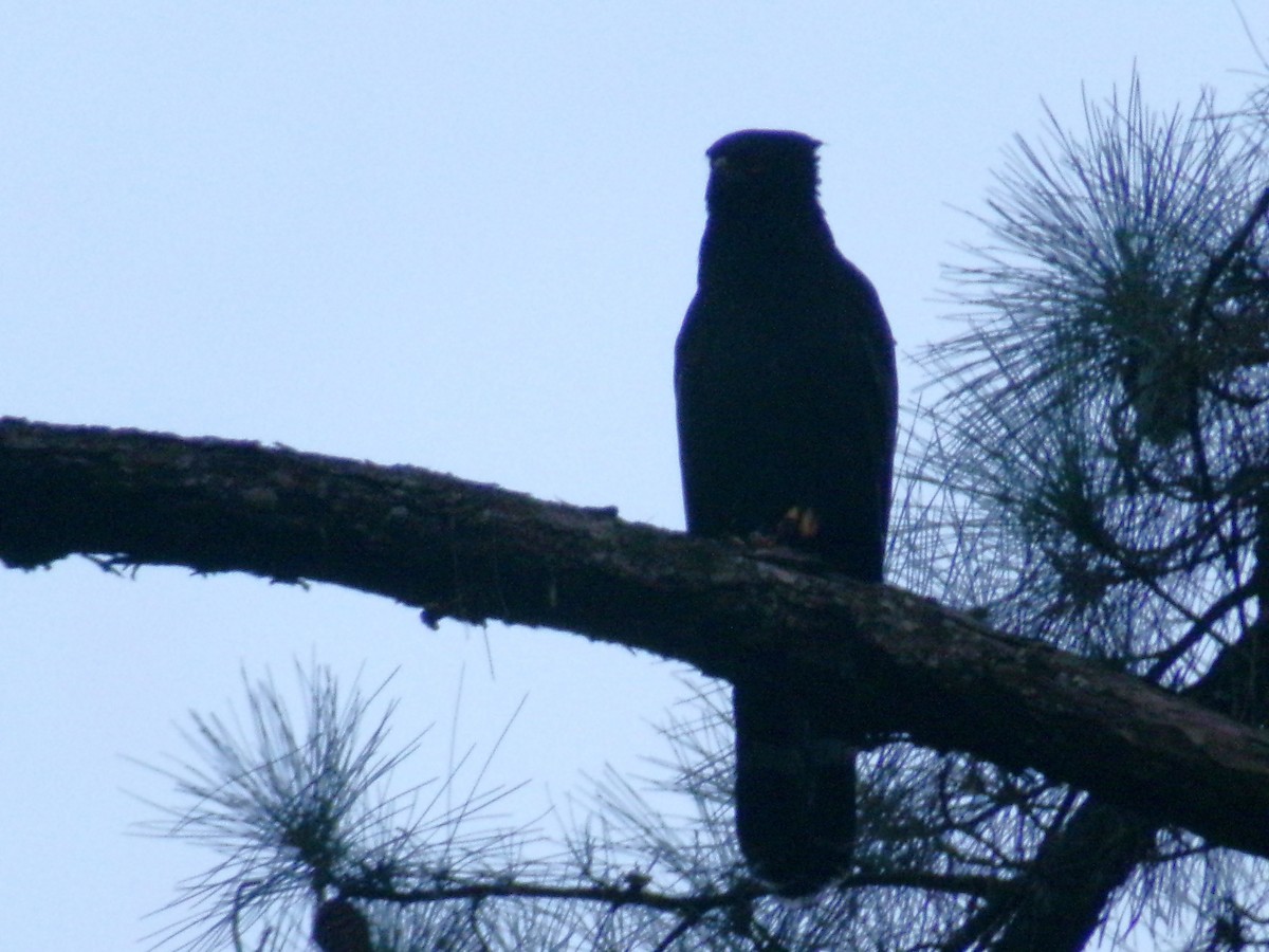 Black Hawk-Eagle - ML635370384