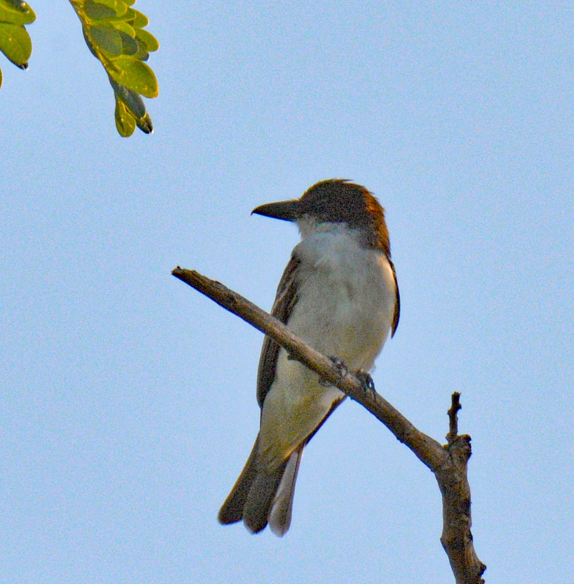 Giant Kingbird - ML635370398
