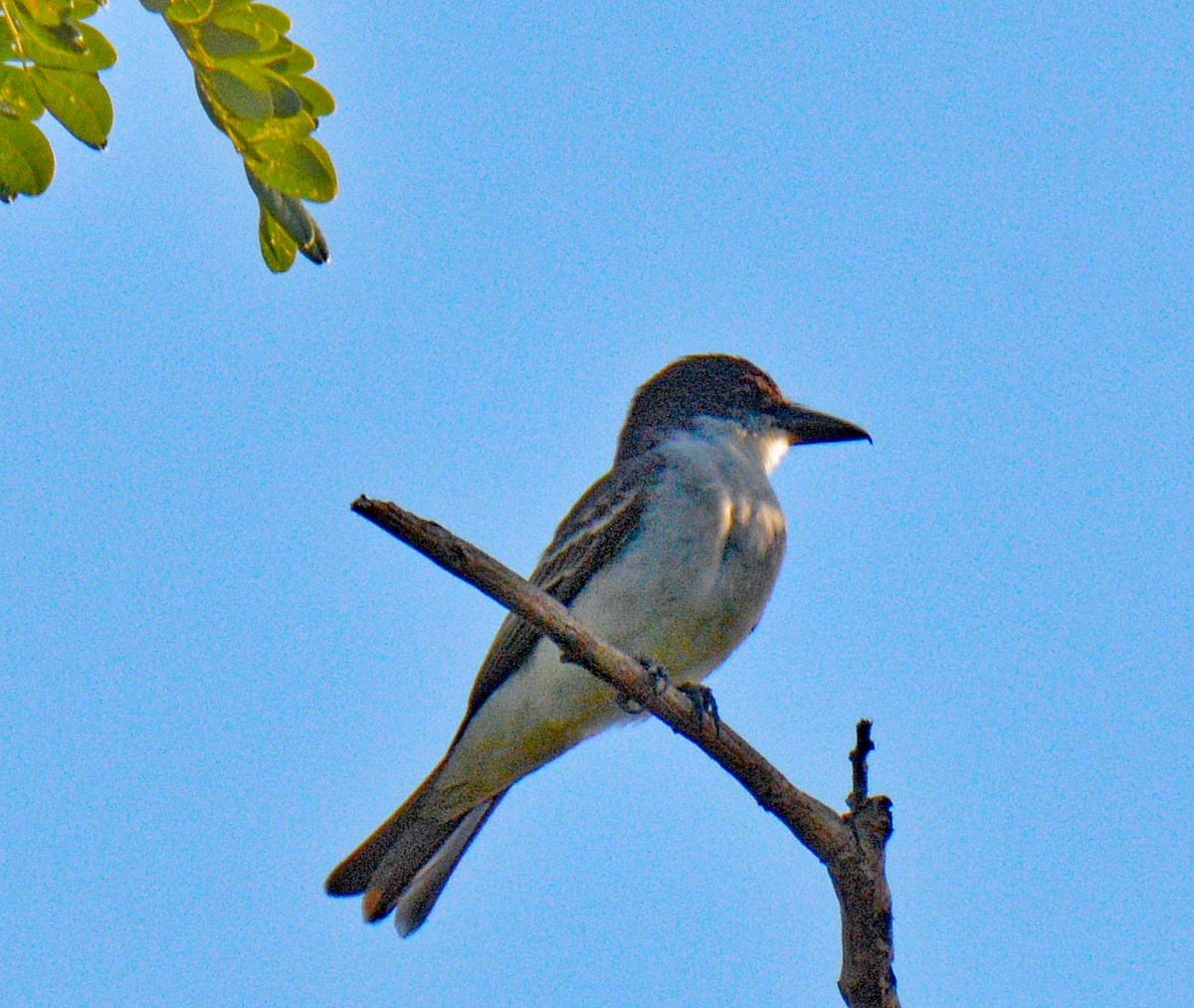 Giant Kingbird - ML635370399