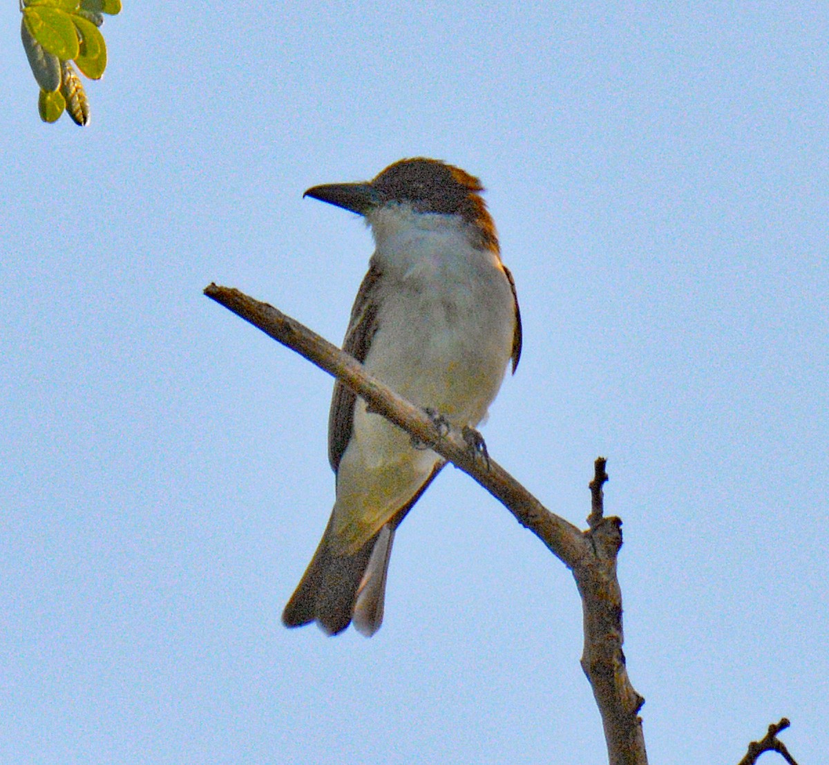 Giant Kingbird - ML635370400