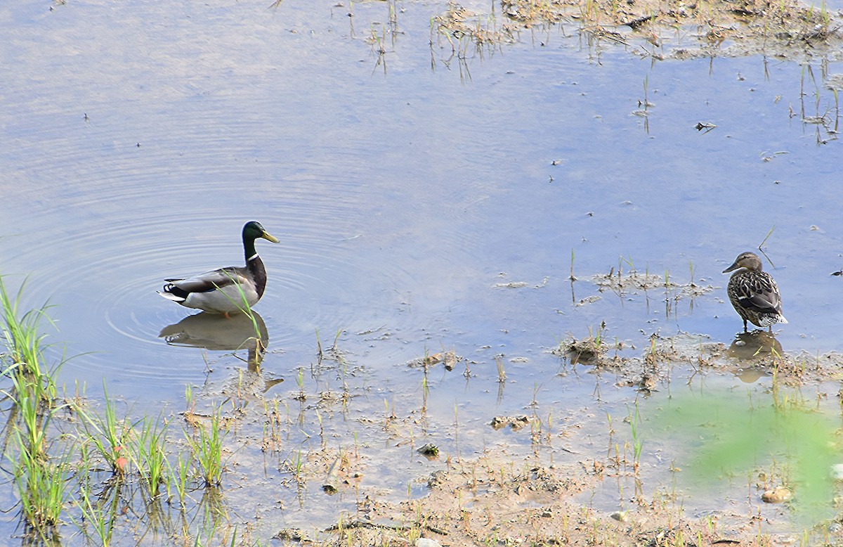 Mallard - ML635370402