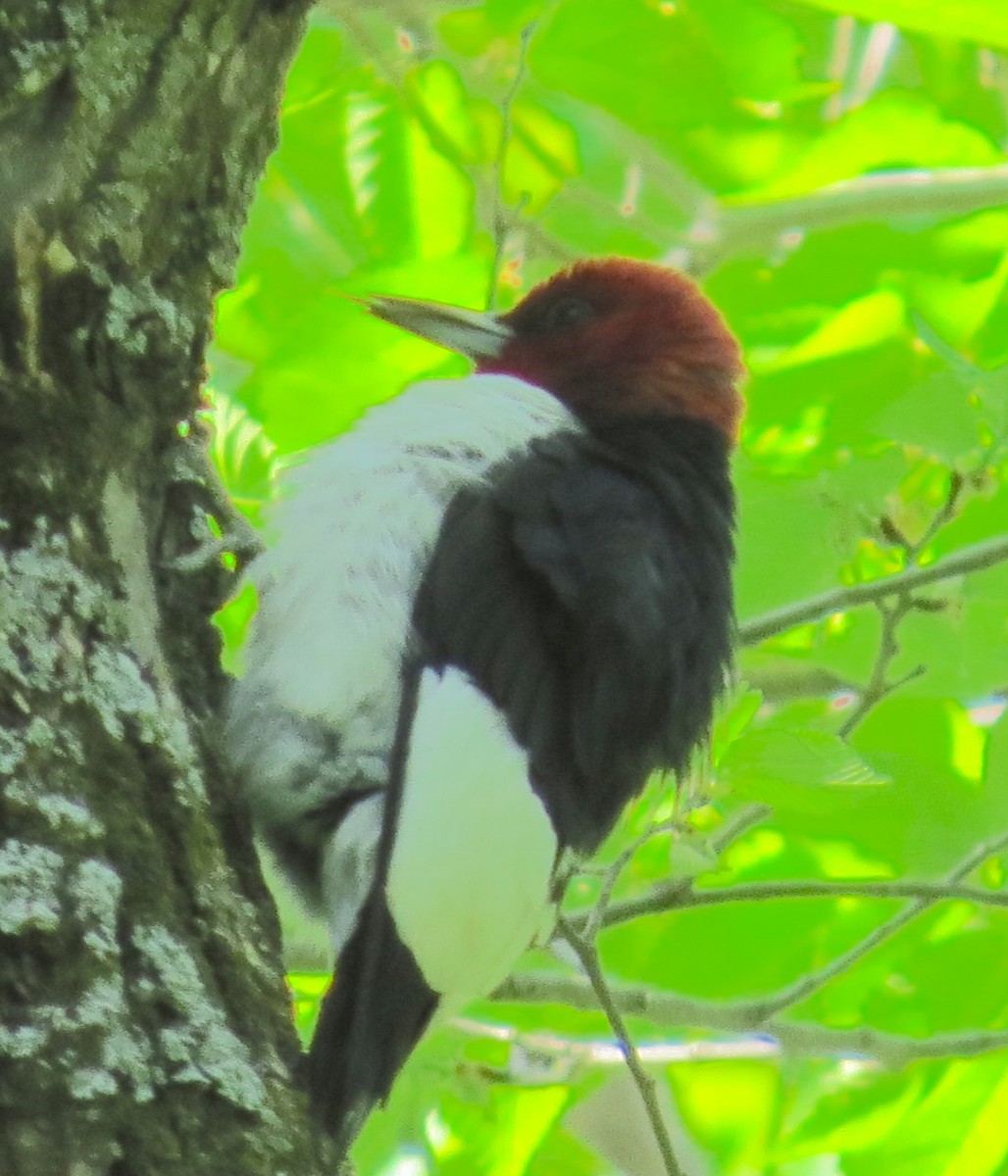 Red-headed Woodpecker - ML635370406