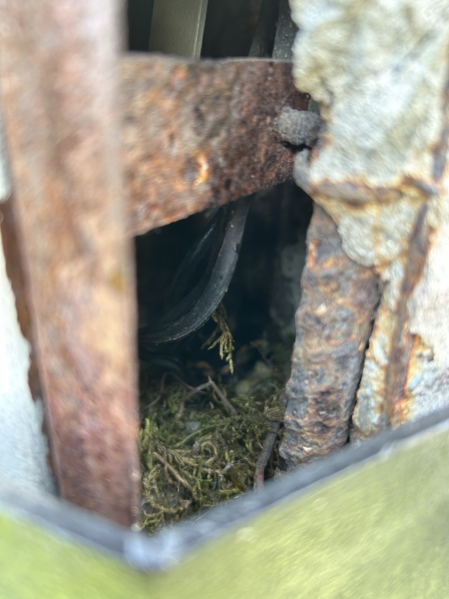 Great Tit - ML635370407