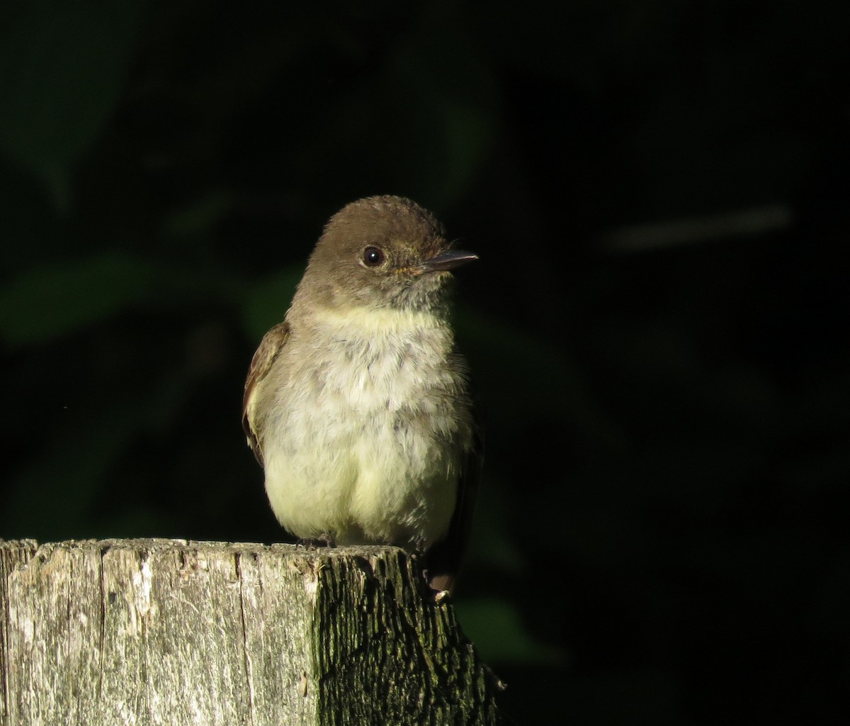 Eastern Phoebe - ML635370411