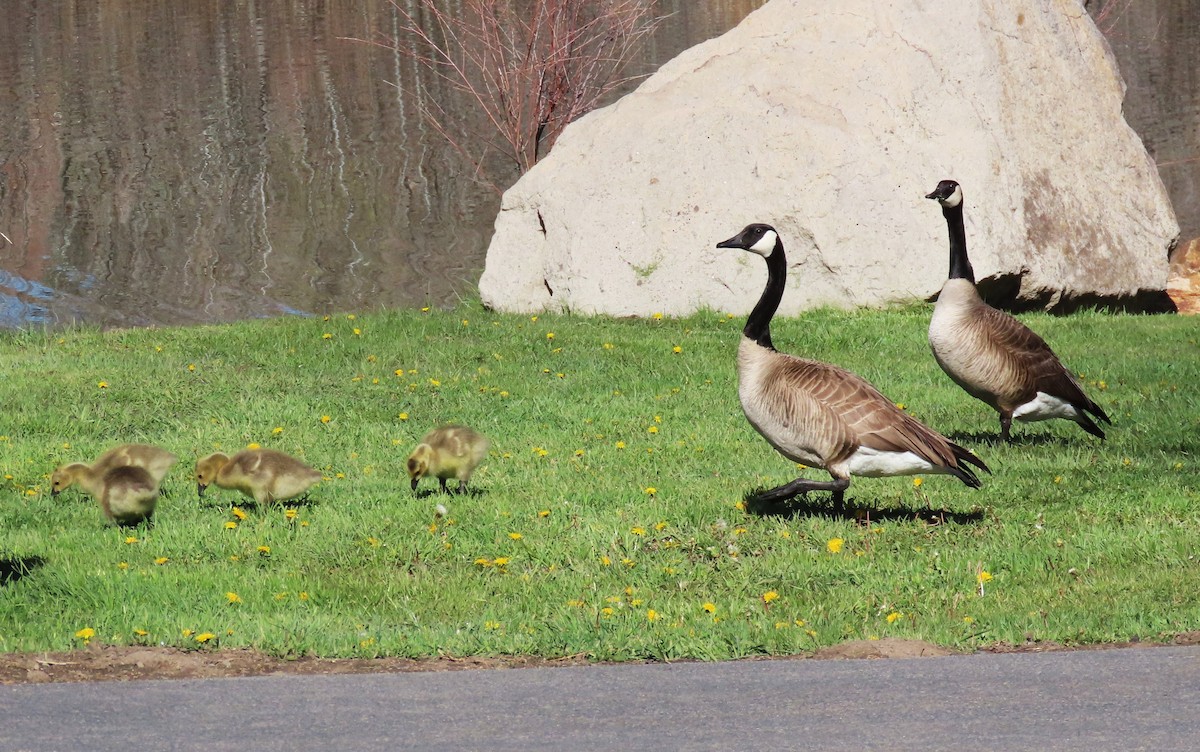 Canada Goose - ML635370412
