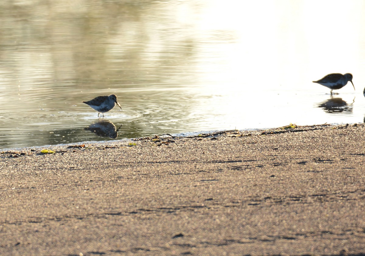 Dunlin - ML635370413