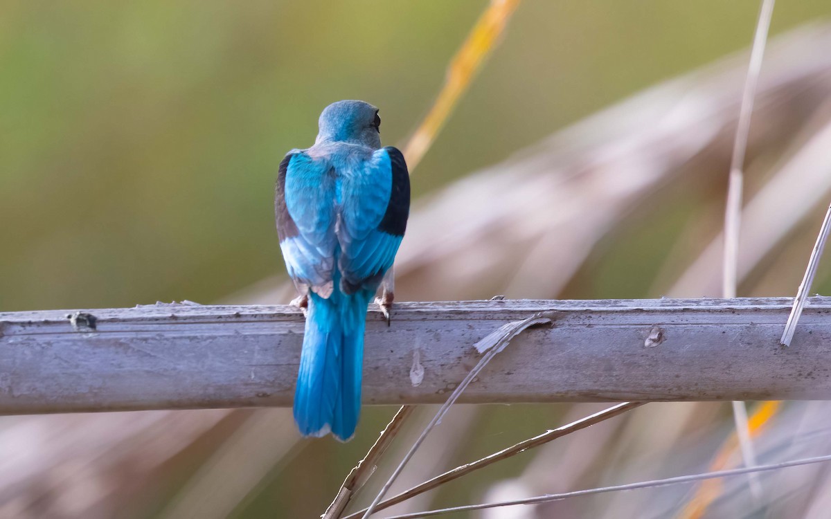 Woodland Kingfisher - ML635370414