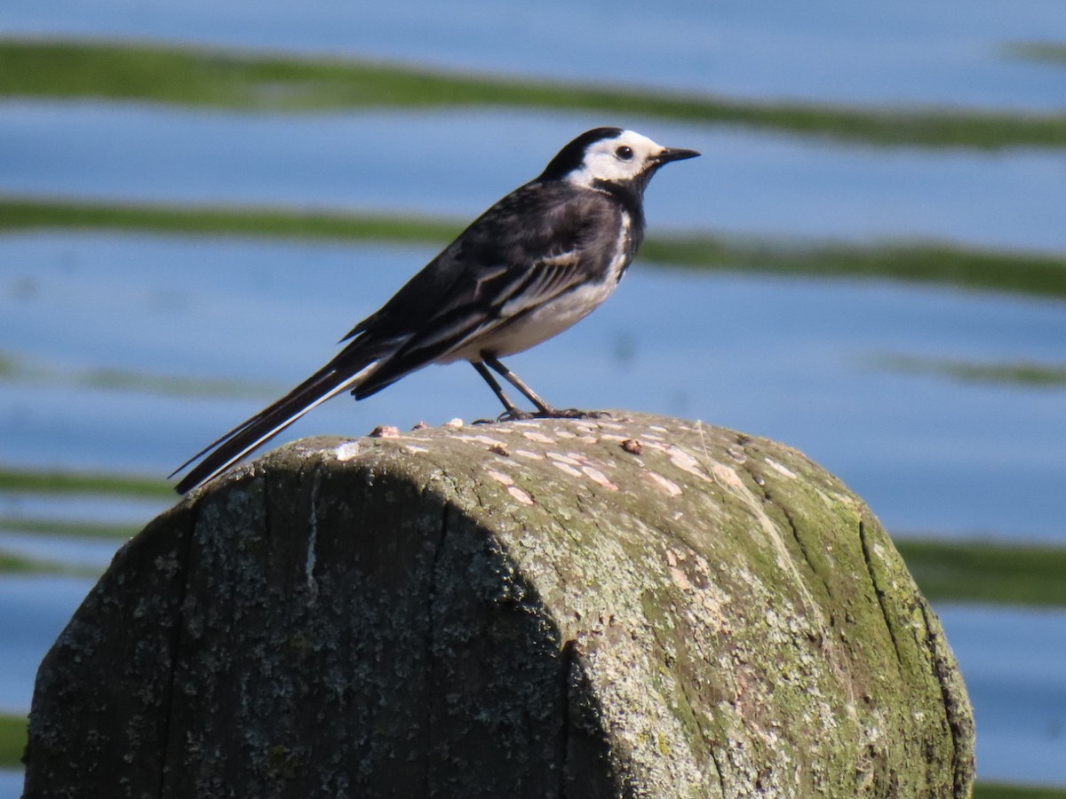 White Wagtail - ML635370416