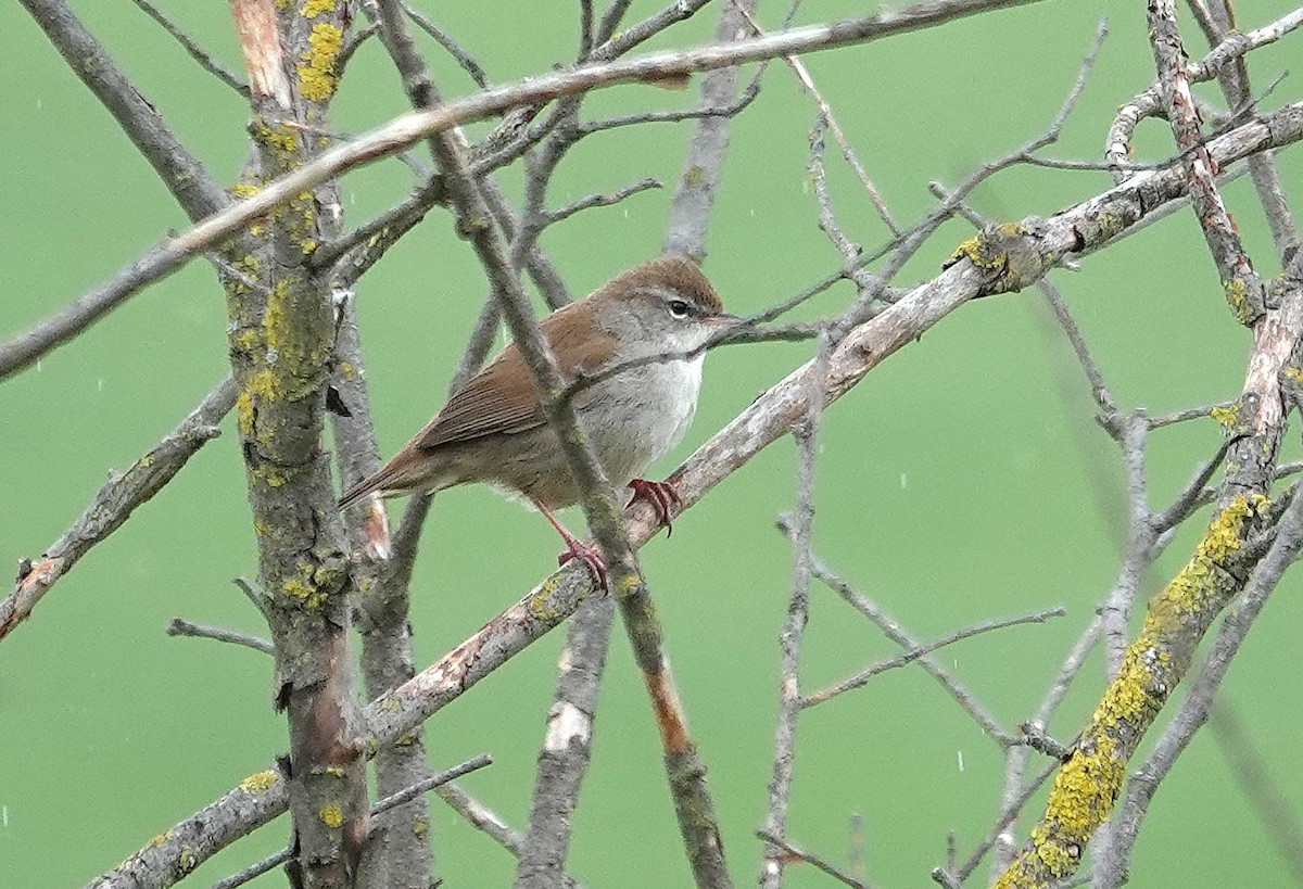 Cetti's Warbler - ML635370417